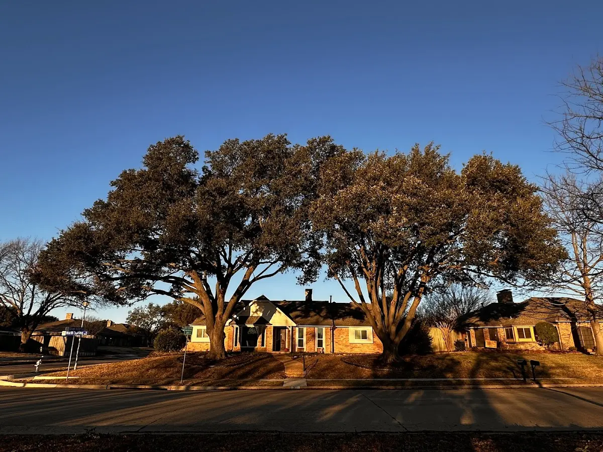 Established residential canopy tree shading a home in Holt